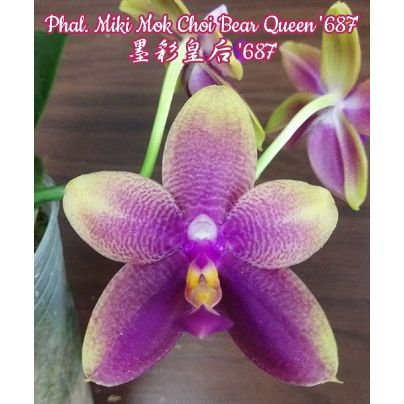 Орхидея Phal. Miki Mok Choi Bear Queen 687 - купить, доставка Украина